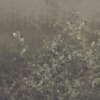Fototapeta w stylu boho Zielony Bluszcz Na Ciemnym Tle do sypialni - zdjęcie numer 2