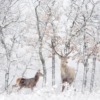 Viltliv väggmålning i snöig vinter Hjort i den vita skogen - bild nummer 2