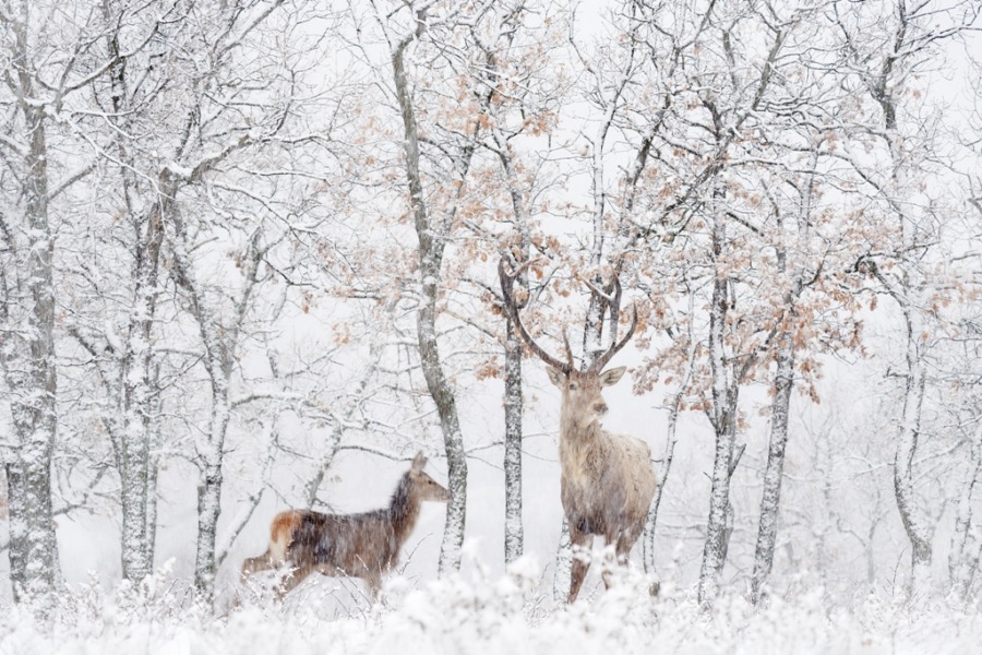 Viltliv väggmålning i snöig vinter Hjort i den vita skogen - bild nummer 2