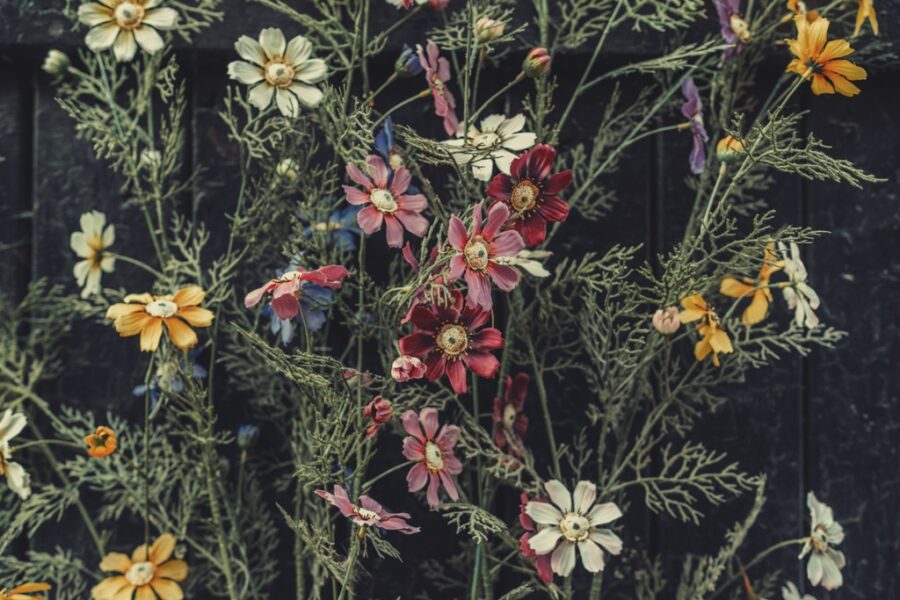 Fototapet av färgglada blommor på en mörk bakgrund Garden Flower Wall - bild nummer 2