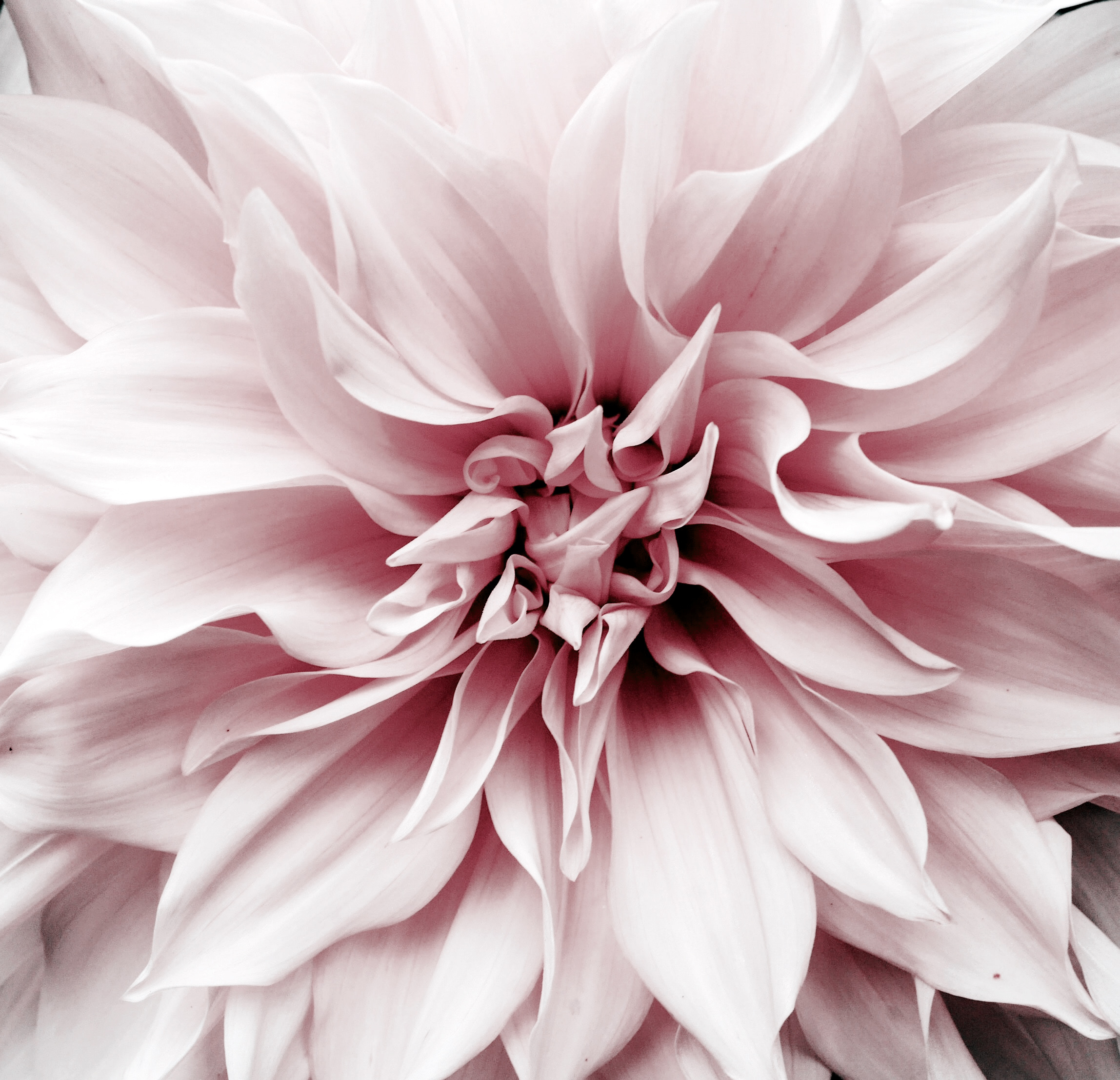 Pink,White,Dahlia,Flower,Background