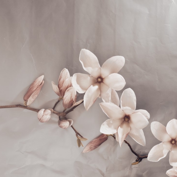 Fototapet Beige magnolior