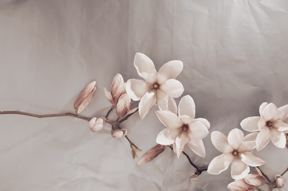 Fototapet Beige magnolior